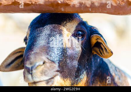 Schafe im Al Areen Wildpark, Bahrain Stockfoto