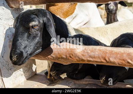 Schafe im Al Areen Wildpark, Bahrain Stockfoto