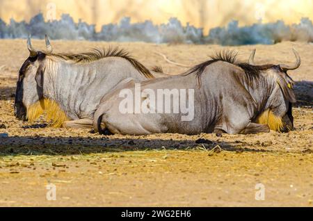 Blaues Gnus (Connochaetes taurinus) in Al Areen, Bahrain Stockfoto