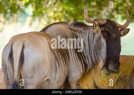 Blaues Gnus (Connochaetes taurinus) in Al Areen, Bahrain Stockfoto