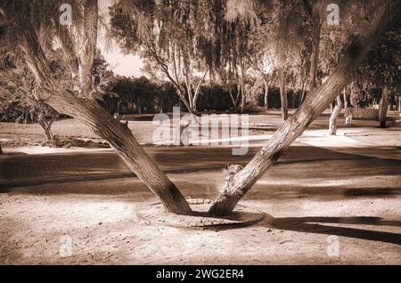 Blick auf die Landschaft im Al Areen Park, Bahrain Stockfoto