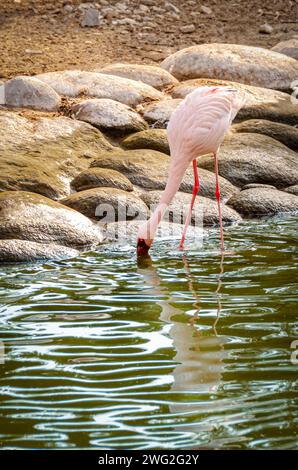 Flamingo im Al Areen Wildlife Park, Bahrain Stockfoto