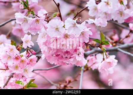 Rosa Sakura Kirschblüte Blüte Stockfoto