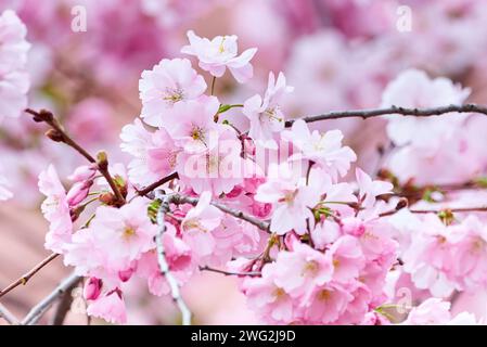 Rosa Sakura Kirschblüte Blüte Stockfoto