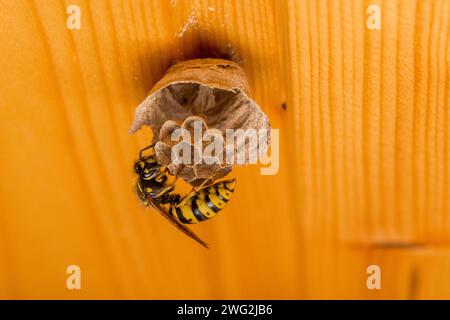 Eine Wespe baut ein kleines Nest, in dem Eier liegen Stockfoto