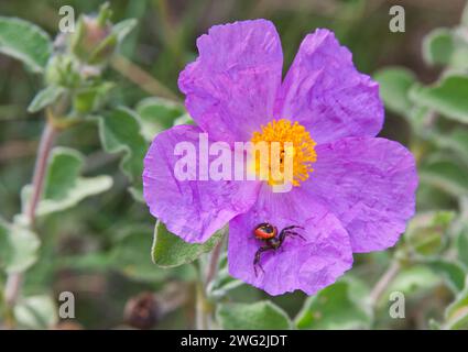 Krabbenspinne auf einer rosa Blüte Stockfoto