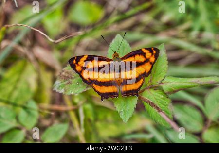 Ein orangefarbener schwarzer Schmetterling auf einem grünen Blatt Stockfoto