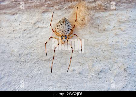 Eine braune, grau gepunktete Münzspinne an einer weißen Wand Stockfoto