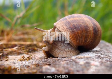 die römische Schnecke schließt sich an einem Felsen Stockfoto