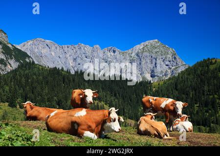 Eine Herde weißer und brauner Kühe auf der Alm der Alpen Stockfoto