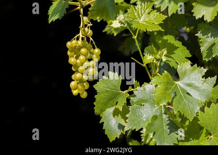 Eine grüne Weinrebe mit saftigen Trauben und Weinblättern vor dunklem schwarzem Hintergrund Stockfoto
