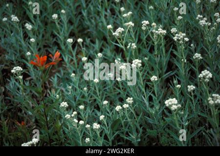 Riesiger roter Pinsel, Castilleja miniata und Perlmutt Everlasting, Anaphalis margaritacea, blüht im Olympic National Park, Olympic Peninsula, WA Stockfoto