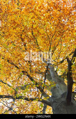 Baldachin der europäischen Buche / gewöhnliche Buche (Fagus sylvatica) mit braunen und gelben Blättern in Herbstfarben/Herbstfarben Stockfoto