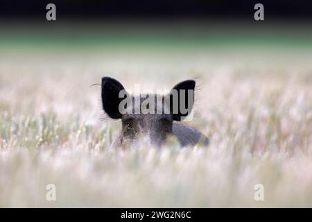 Solitärwildschwein (Sus scrofa) Sau / Weizenfutter / Maisfeld im Sommer Stockfoto