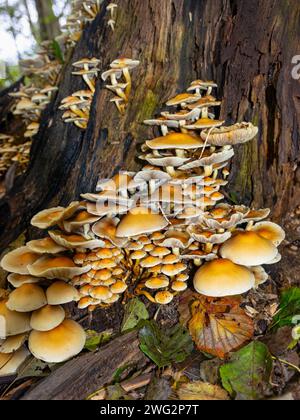 Wunderschöne gelb-orange gefärbte Pilze, genannt Schwefelregal (Laetiporus sulphureus) auf dem Stamm eines Baumes. Stockfoto