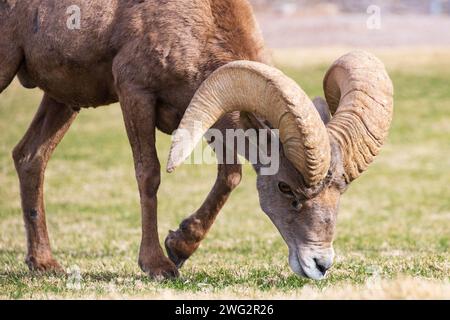 Dickhornschafe aus nächster Nähe, während sie auf einem schrägen Berghang weiden Stockfoto