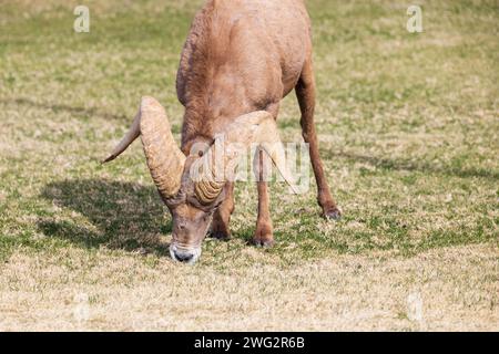 Dickhornschafe aus nächster Nähe, während sie auf einem schrägen Berghang weiden Stockfoto