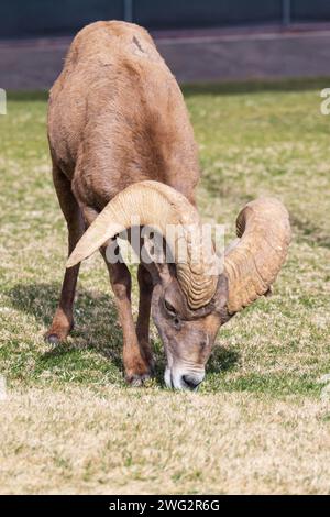 Dickhornschafe aus nächster Nähe, während sie auf einem schrägen Berghang weiden Stockfoto