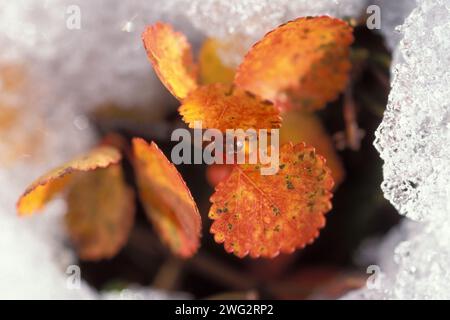 Zwergbirke, Betula nana, auf eisiger Tundra, North Slope of the Brooks Range, Central Alaska Arctic Stockfoto