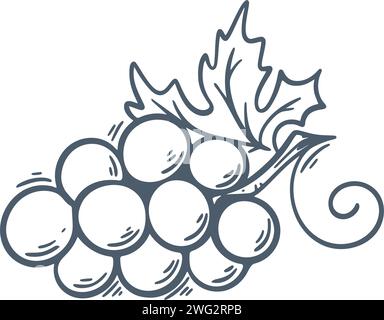 Zweig reifer Trauben handgraviert. Weinrebe mit Beeren und Blattklammerkunst. Handgezeichnete Tusche Skizze des Traubenstrauchs, isolierte Vektorillustration Stock Vektor