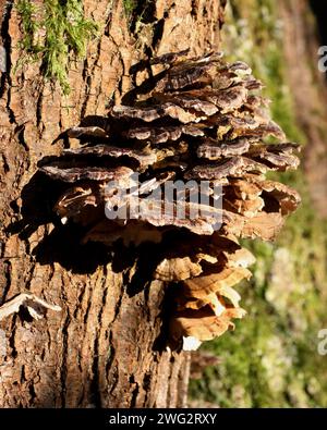 Turkeytail Pilz (Trametes versicolor) auf einem Baumstumpf Stockfoto