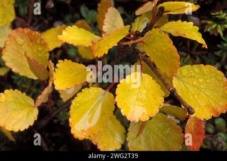 Zwergbirke, Betula nana, in Herbstfarben auf Tundra, North Slope of the Brooks Range, Central Alaska Arctic Stockfoto