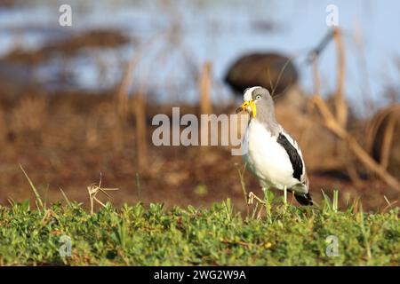 Weißscheitelkiebitz/Weiß - gekrönte Kiebitz oder White-headed Kiebitz/Vanellus albiceps Stockfoto