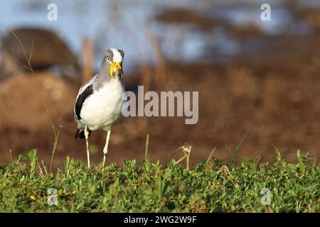 Weißscheitelkiebitz/Weiß - gekrönte Kiebitz oder White-headed Kiebitz/Vanellus albiceps Stockfoto