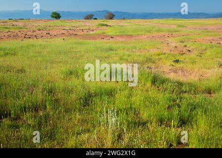 Grünland-Plateau, obere Tabelle Rock zu bewahren, Medford District Bureau of Land Management, Oregon Stockfoto