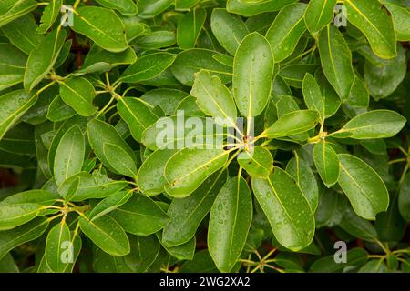 Pacific Madrone, Hellgate-Galice National Backcountry Byway, Rogue Wild und Scenic River, Oregon Stockfoto