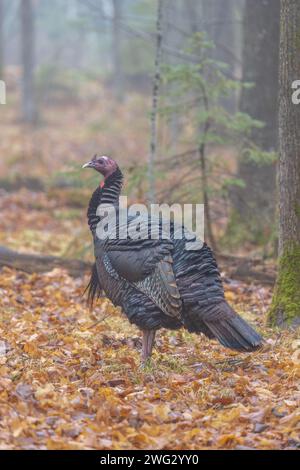 Östliche wilde türkei an einem Dezembertag im Norden von Wisconsin. Stockfoto