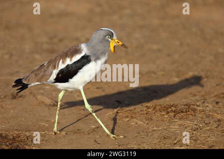 Weißscheitelkiebitz/Weiß - gekrönte Kiebitz oder White-headed Kiebitz/Vanellus albiceps Stockfoto