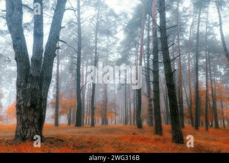 Geheimnisvoller Herbstwald im Nebel. Wunderschöne Landschaft mit Bäumen mit orangefarbenem und gelbem Laub in einem Wald, der mit dickem Morgennebel bedeckt ist. Stockfoto