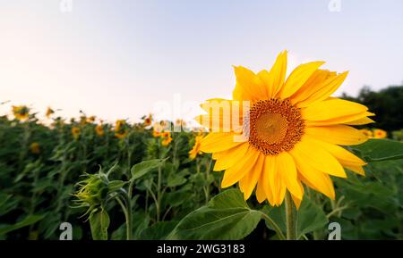 Sonnenblumenanbau. Nahaufnahme einer Sonnenblume auf einem Feld bei Sonnenaufgang. Stockfoto