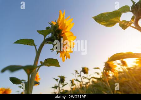 Sonnenblumen auf dem Feld vor dem blauen Himmel. Niedriger Blick auf die Sonnenblume, die früh am Morgen auf die aufgehende Sonne gerichtet ist Stockfoto