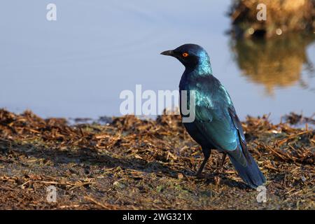 Rotschulter-Glanzstar/ Cape Glanzstar oder Rotschulterstar / Lamprotornis niens Stockfoto