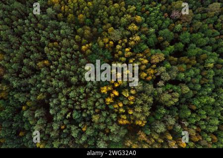Blick von oben auf den Herbstwald mit farbenfrohen Baumkronen. Natürlicher Landschaftshintergrund. Stockfoto