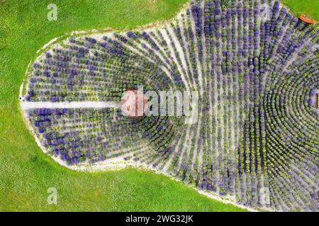Feld mit blühenden Lavendelblumen mit Pavillon im Park aus der Vogelperspektive. Stockfoto