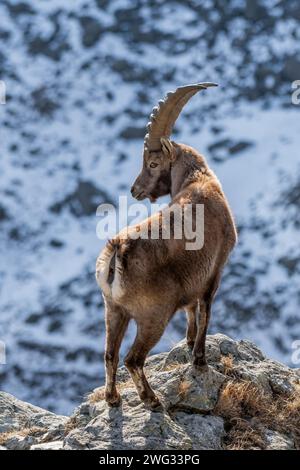 Männlicher Alpensteinbock (Caprex) mit Blick auf eine unglaublich steile Klippe vor verschneiten Hängen Hintergrund, Alpen, Italien. Wilde Bergziege in ihrem Lebensraum. Stockfoto