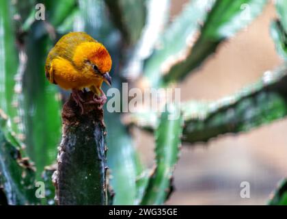 Der bezaubernde Goldene Palmenweber Ploceus Bojeri bastelt in den Palmen südlich der Sahara aufwendig gewebte Nester und zeigt sein goldenes Gefieder. Stockfoto