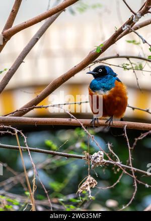 Pulsierender Superbus Starling, Lamprotornis, der die ostafrikanische Savanne mit ihrem schillernden Gefieder und ihren fesselnden Blau- und Orangetönen schmückt. Stockfoto