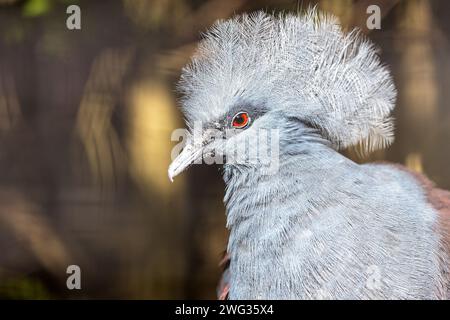 Die elegante Victoria gekrönte Taube Goura victoria präsentiert ihre einzigartige Federkrone in den üppigen Wäldern von Papua-Neuguinea, ein Symbol für vogelroy Stockfoto