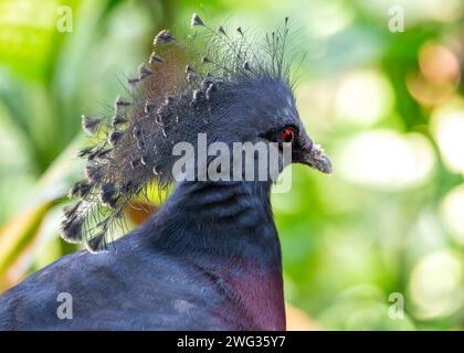 Die elegante Victoria gekrönte Taube Goura victoria präsentiert ihre einzigartige Federkrone in den üppigen Wäldern von Papua-Neuguinea, ein Symbol für vogelroy Stockfoto