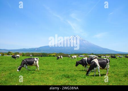 Holsteinische friesische Kühe weiden auf einem Bauernhof im Asagiri Highland in der Nähe des Fuji in Japan Stockfoto