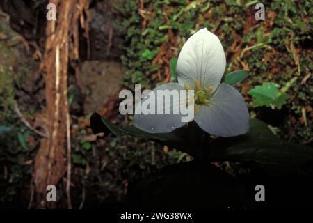 western Trillium, Trillium ovatum, blüht im Regenwald des Olympic National Park, Olympic Peninsula, Washington Stockfoto