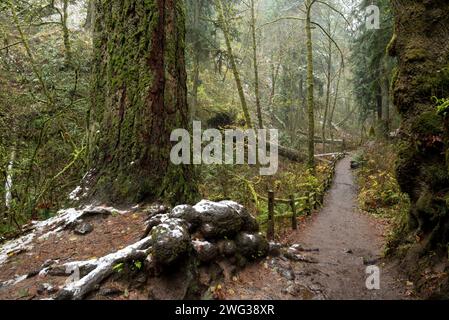Lower Macleay Trail im Forest Park, Portland, Oregon. Stockfoto