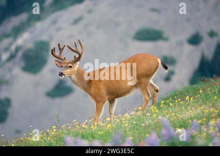 Schwarzschwanzhirsche, Odocoileus hemionus, große Samtgeweihe auf einer subalpinen Wiese mit Wildblumen, Olympic National Park, Washington Stockfoto