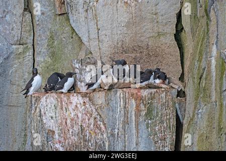 Brunnichs Guillemots nisten auf allen verfügbaren Felsenplätzen auf den Svalbard-Inseln Stockfoto