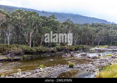 Australien, Snowy River im Kosciusko-Nationalpark, mit Morgennebel über den Schneegummi-Bäumen, New South Wales, Australien, Sommer 2024 Stockfoto