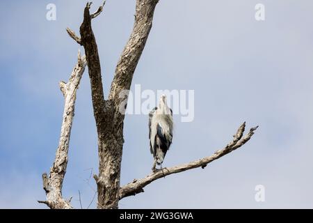 Great Blue Heron in der Zucht Gefieder Stockfoto